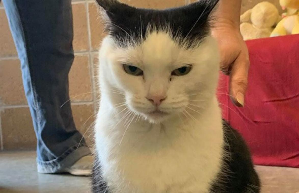 Dierenasiel wil dringend af van 'stoutste kat ter wereld'
