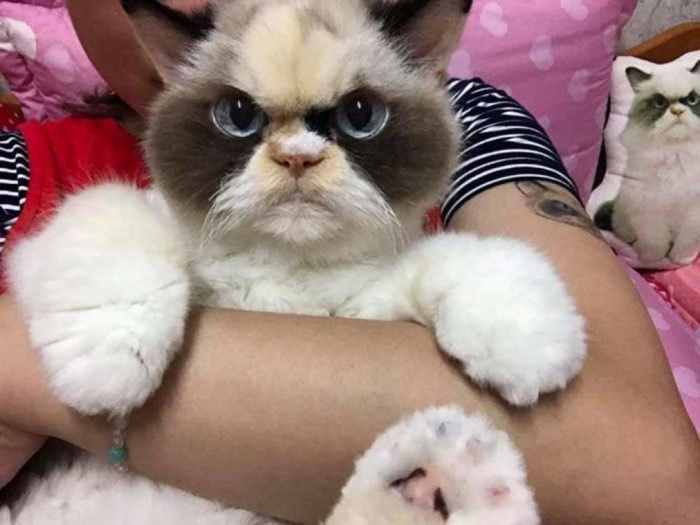IN BEELD. De nieuwe 'Grumpy Cat' is zelfs bozer dan de originele