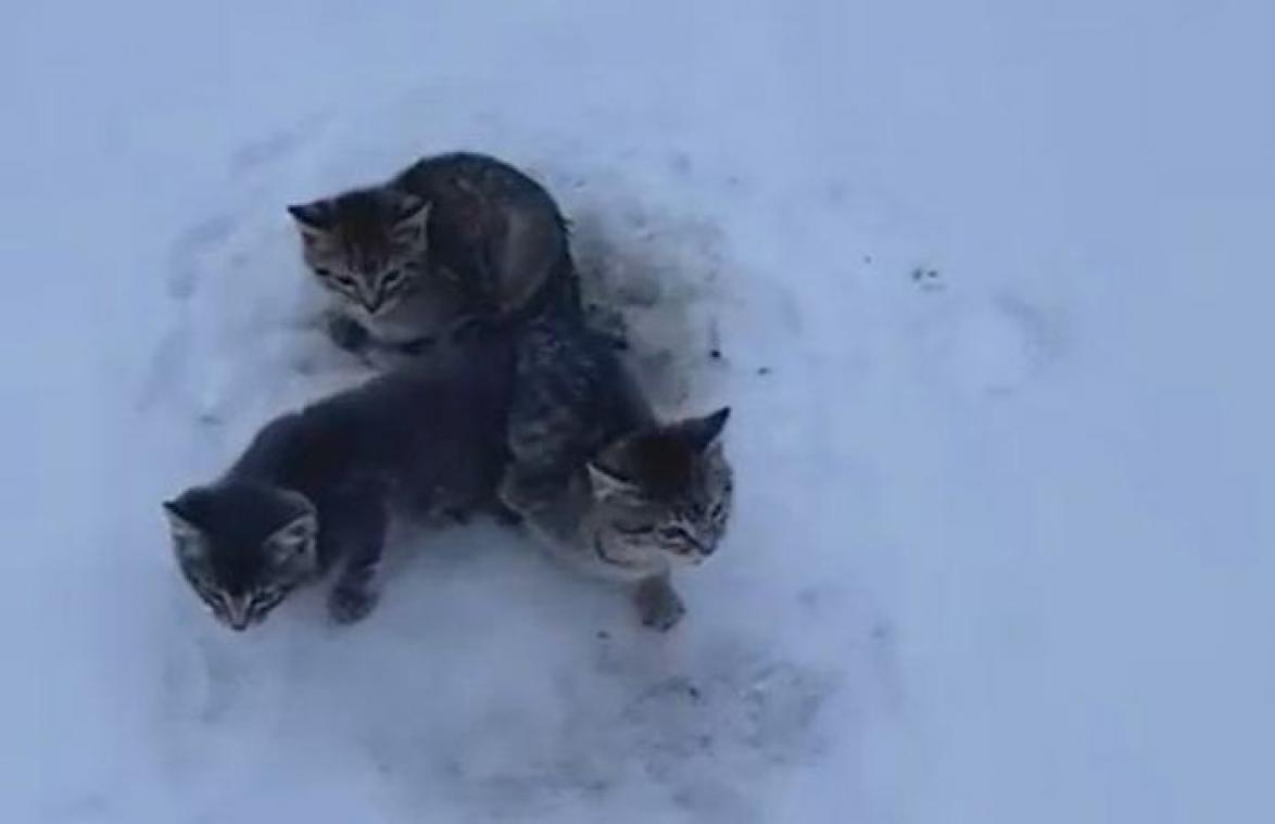 VIDEO. Man redt vastgevroren kittens met warme koffie