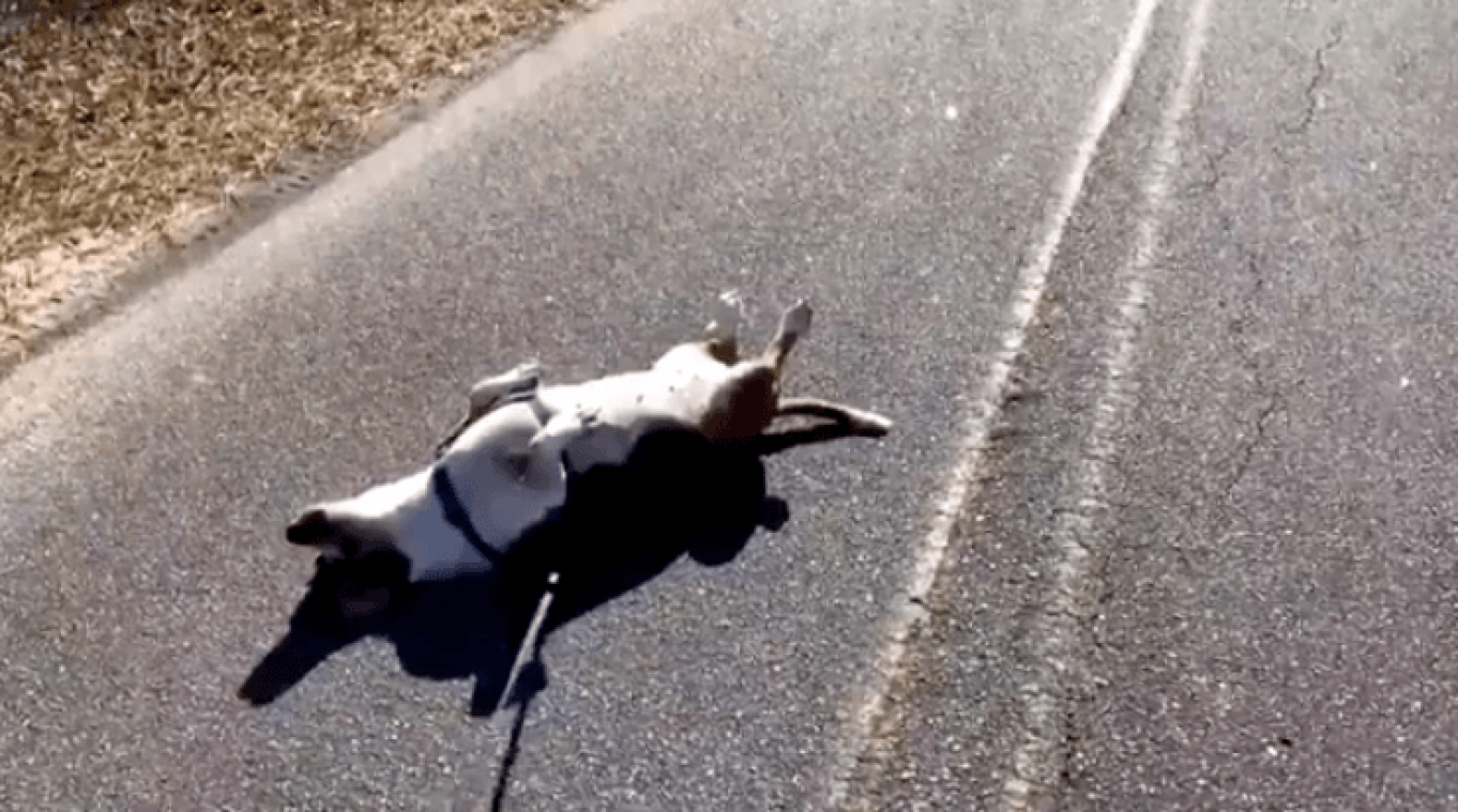 VIDEO. Deze hond heeft een zware dag