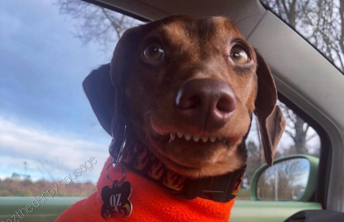 Deze schattige hond heeft een aandoening waardoor hij 'eeuwig lacht'
