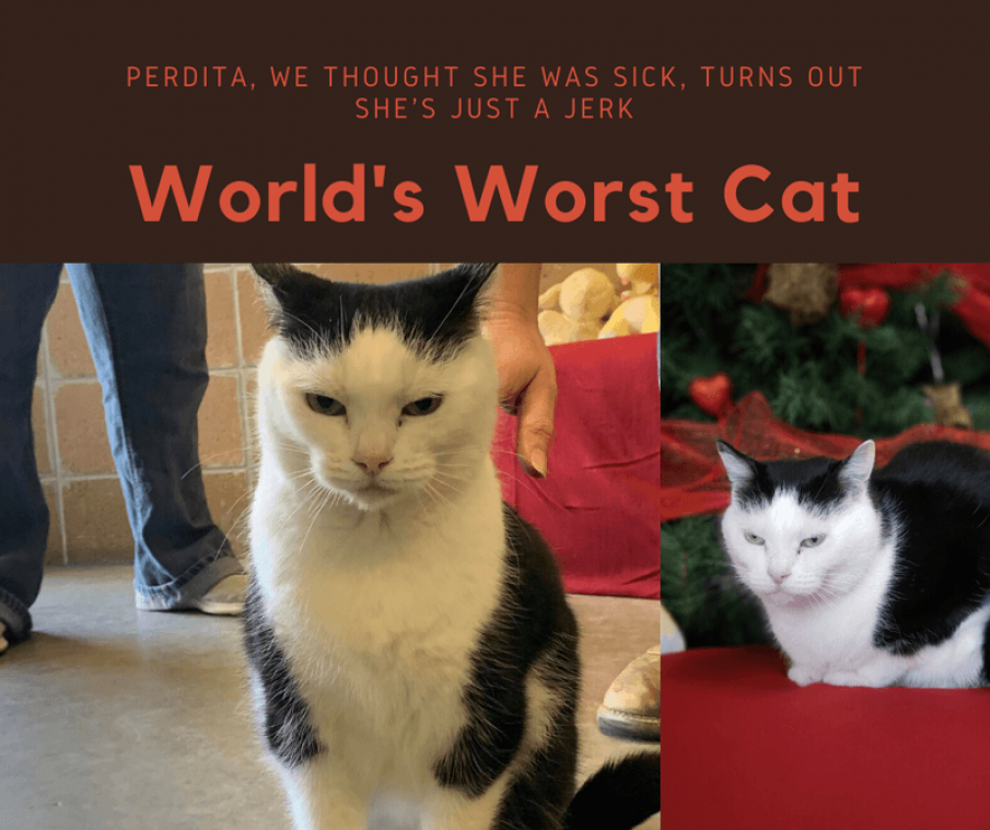 Stoutste kat ter wereld vindt nieuwe thuis