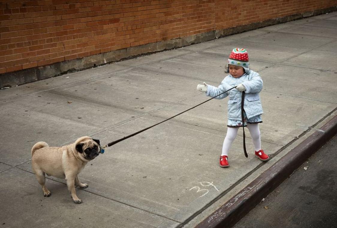 Dit is de juiste manier om met je hond te gaan wandelen