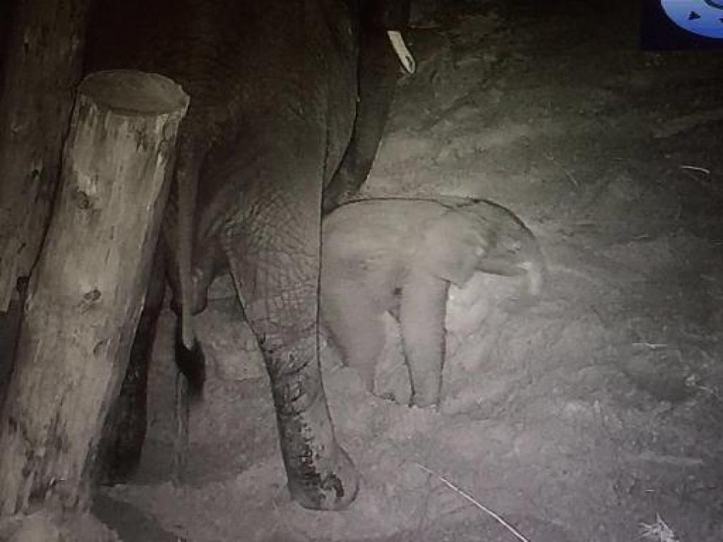 Olifantje geboren in safaripark Beekse Bergen