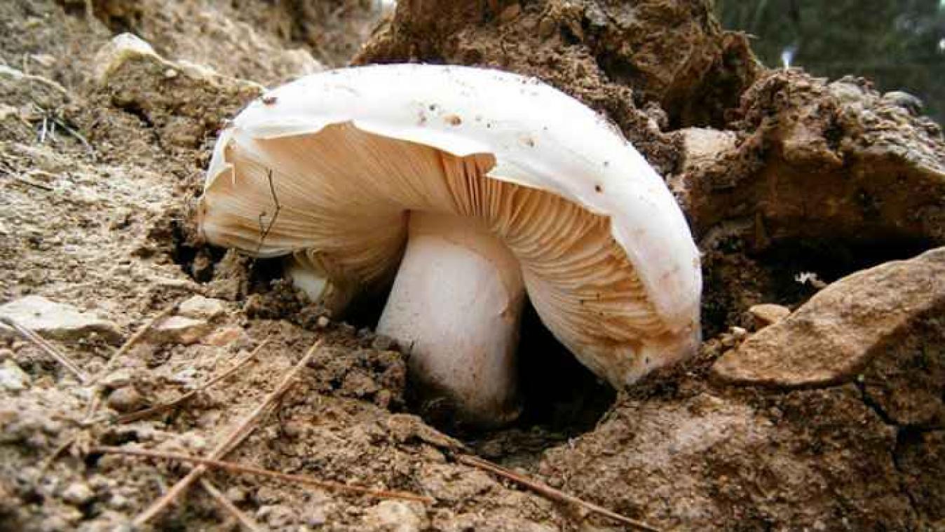 Bomen en paddenstoelen zijn kapitalisten