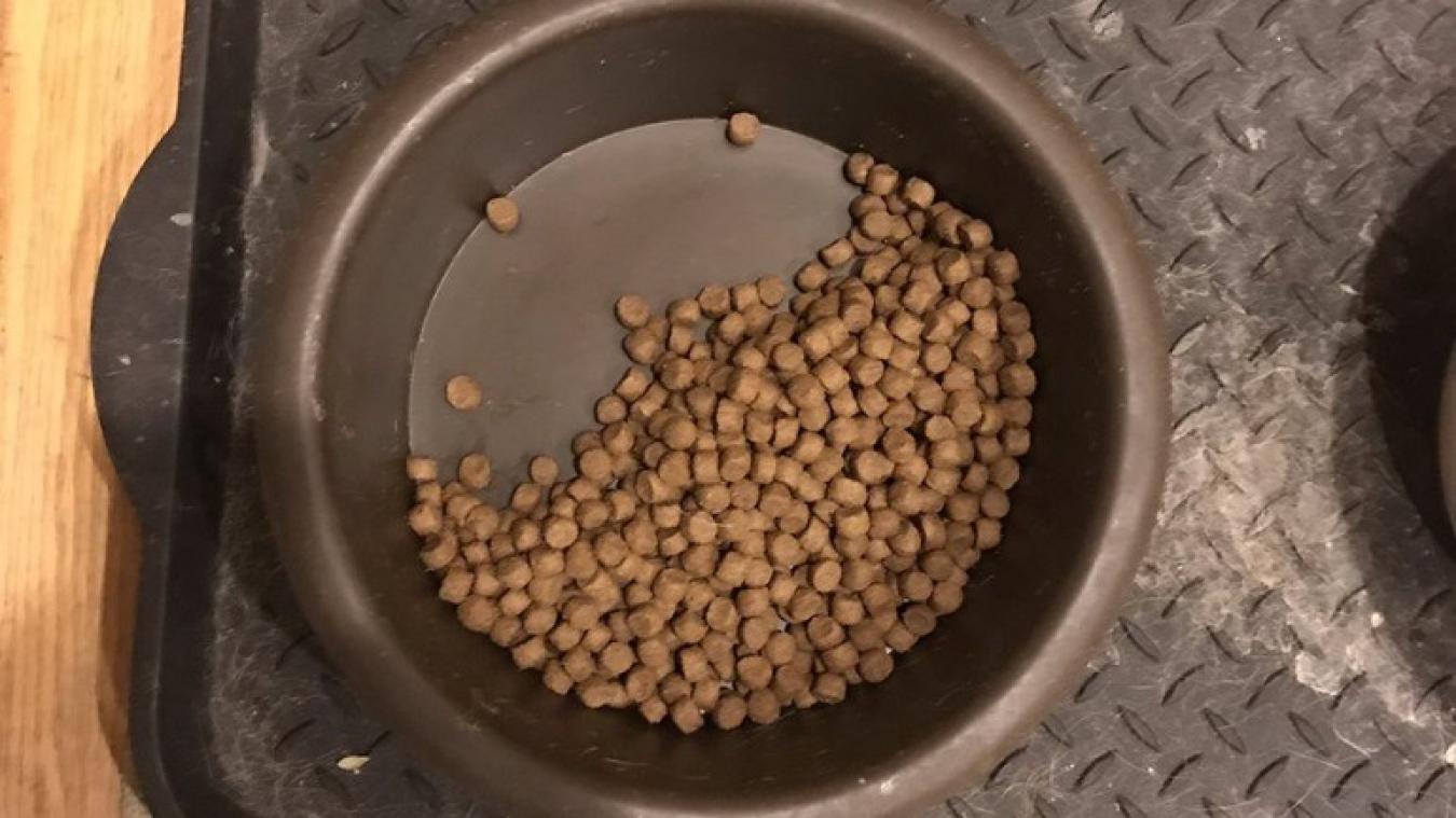 Hond laat helft van eten liggen voor onlangs overleden broer