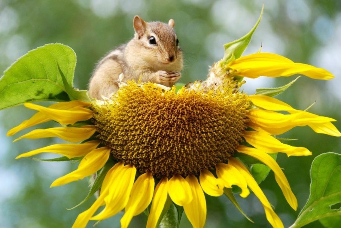 Dikketruiendag. Zo help je de biodiversiteit in je tuin een handje