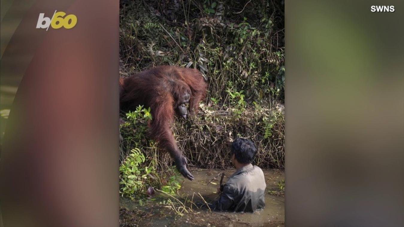 VIDEO. Orang-oetang 'redt' man uit rivier