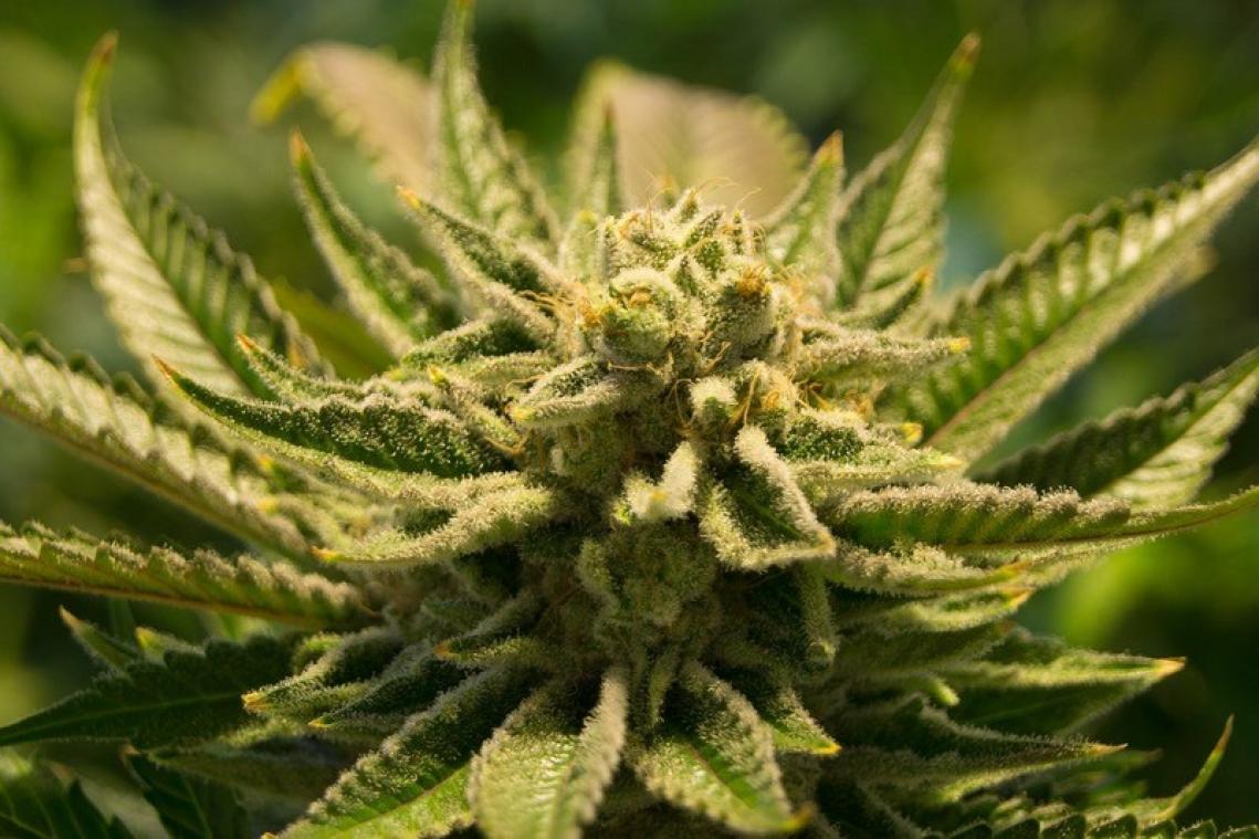 Cannabis maakt je gevoeliger voor valse herinneringen
