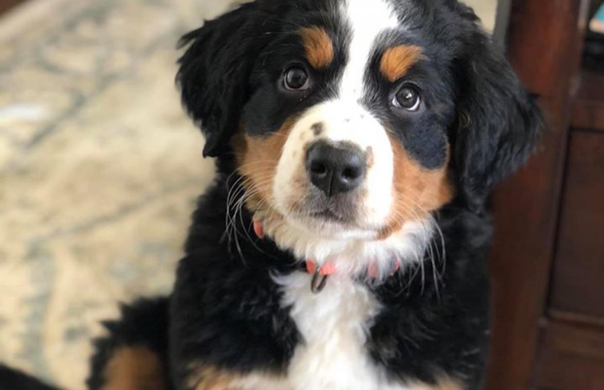 Puppy in uitvaartcentrum moet nabestaanden troost bezorgen