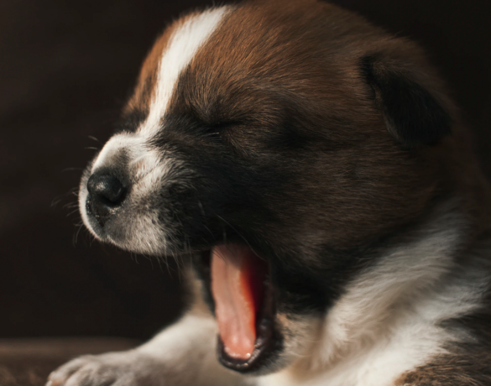 Honden imiteren ons wanneer we geeuwen