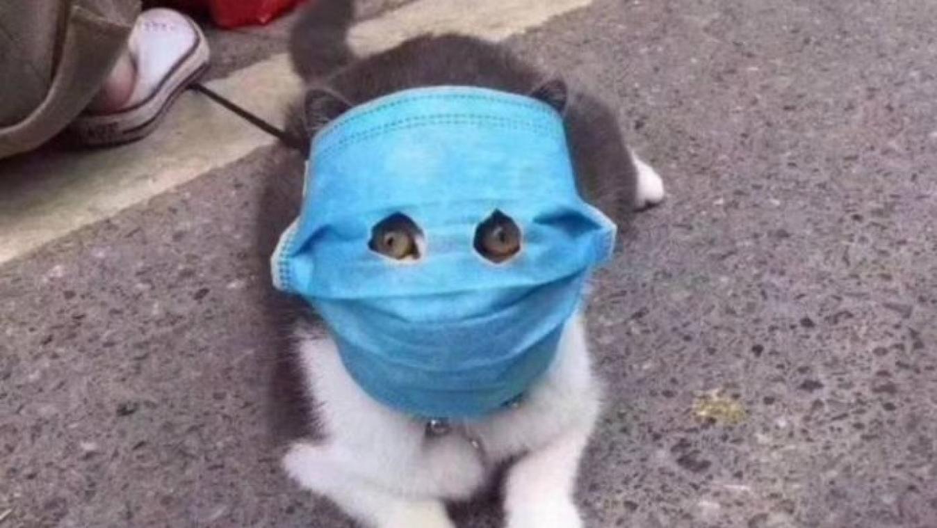 BIZAR. Zelfs de Chinese katten dragen nu maskers tegen het coronavirus