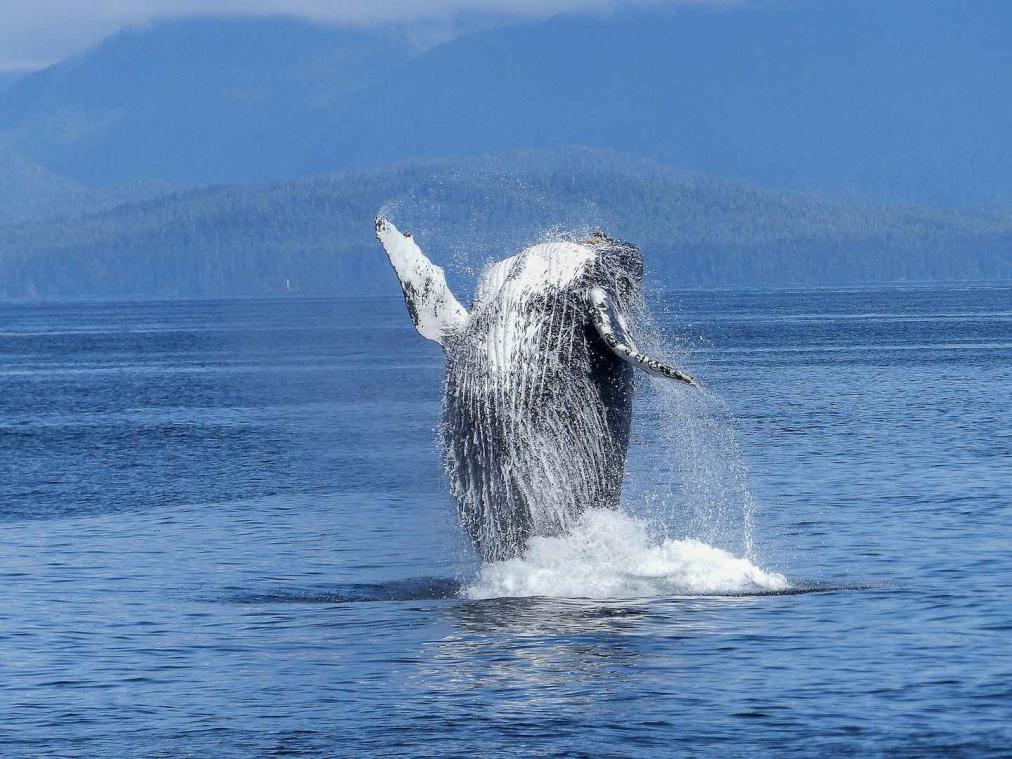 Immense walvis duikt op in piepkleine haven