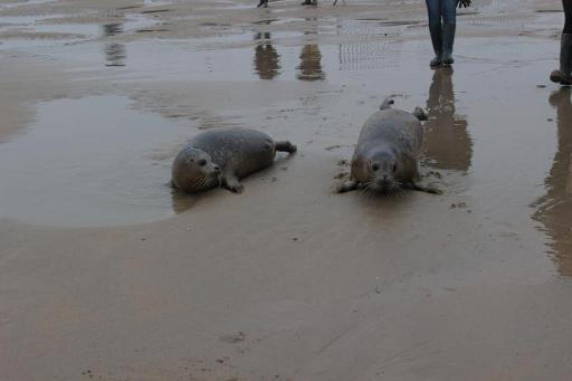 Brandweerlui aan kust krijgen les over zeehonden