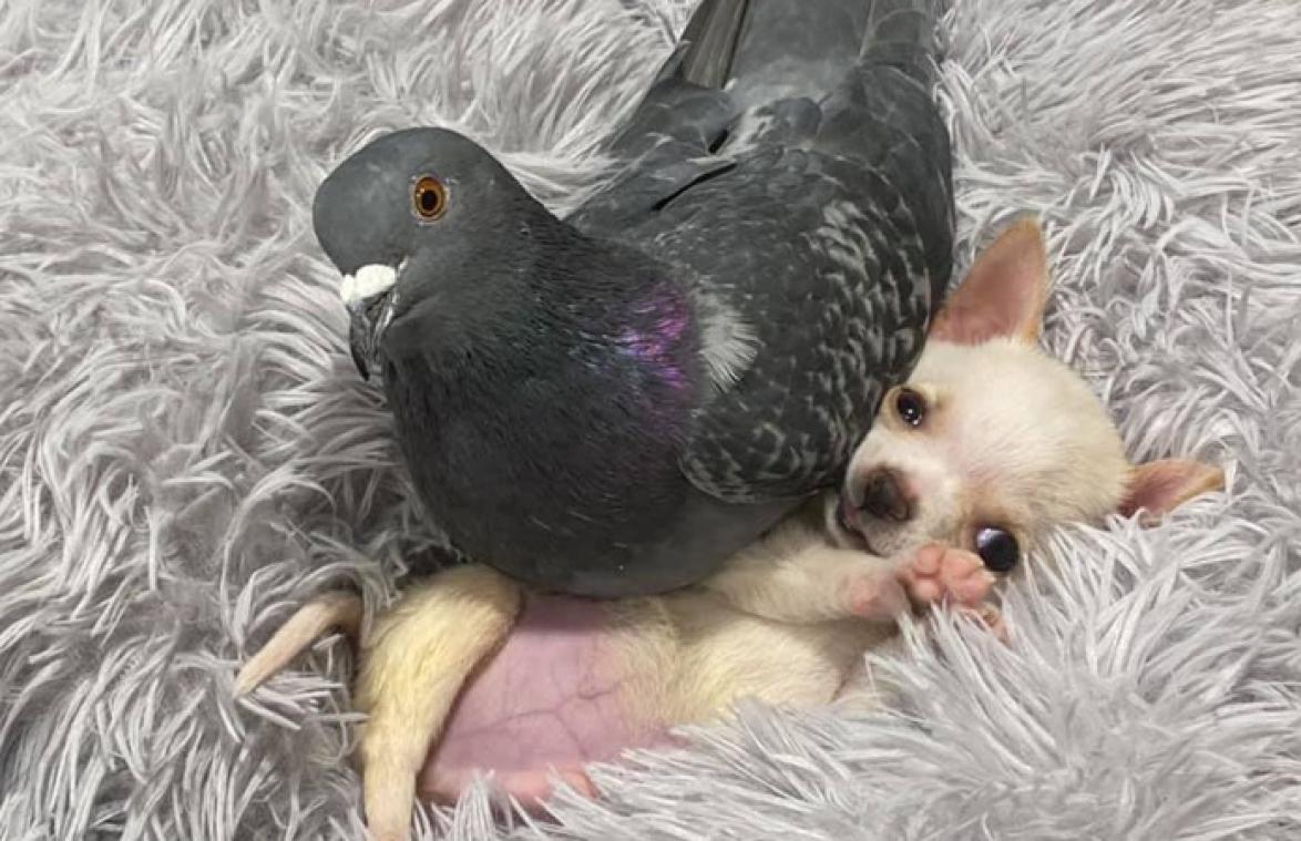 Duif en puppy die beste vriendjes zijn, ontroeren de hele wereld