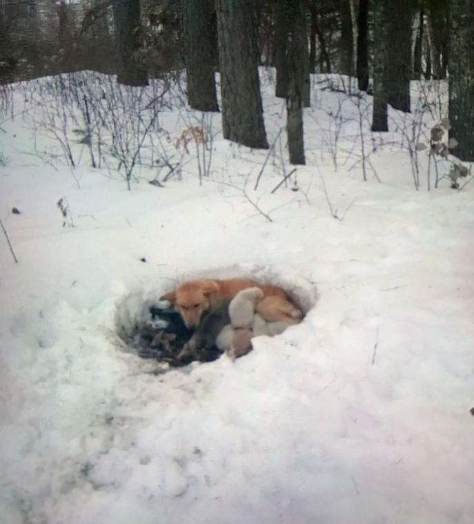 Mama redt puppy's uit vrieskou