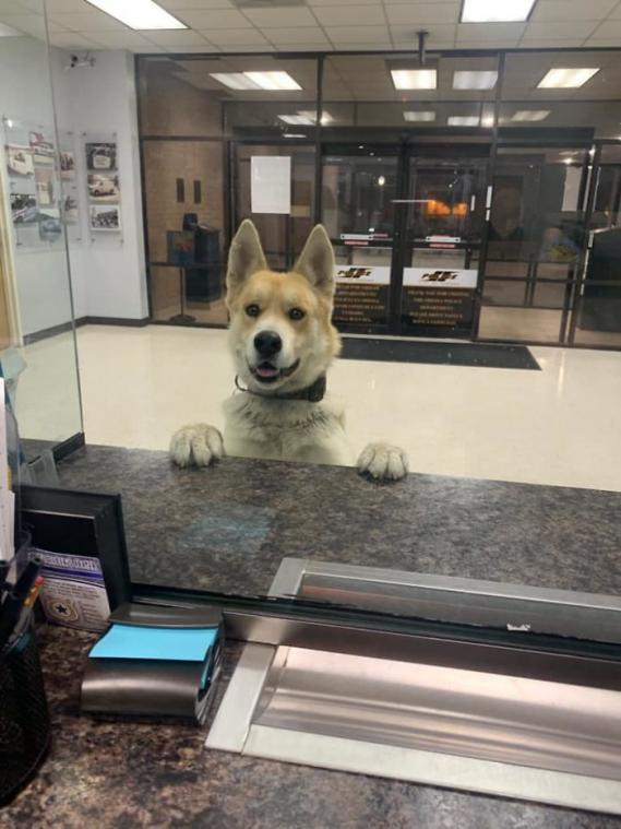 Hond geeft zichzelf aan in politiekantoor