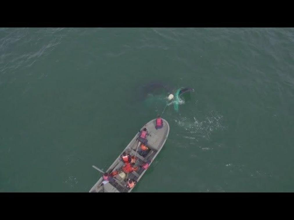VIDEO. Walvis gered uit illegale netten voor de kust van Mexico