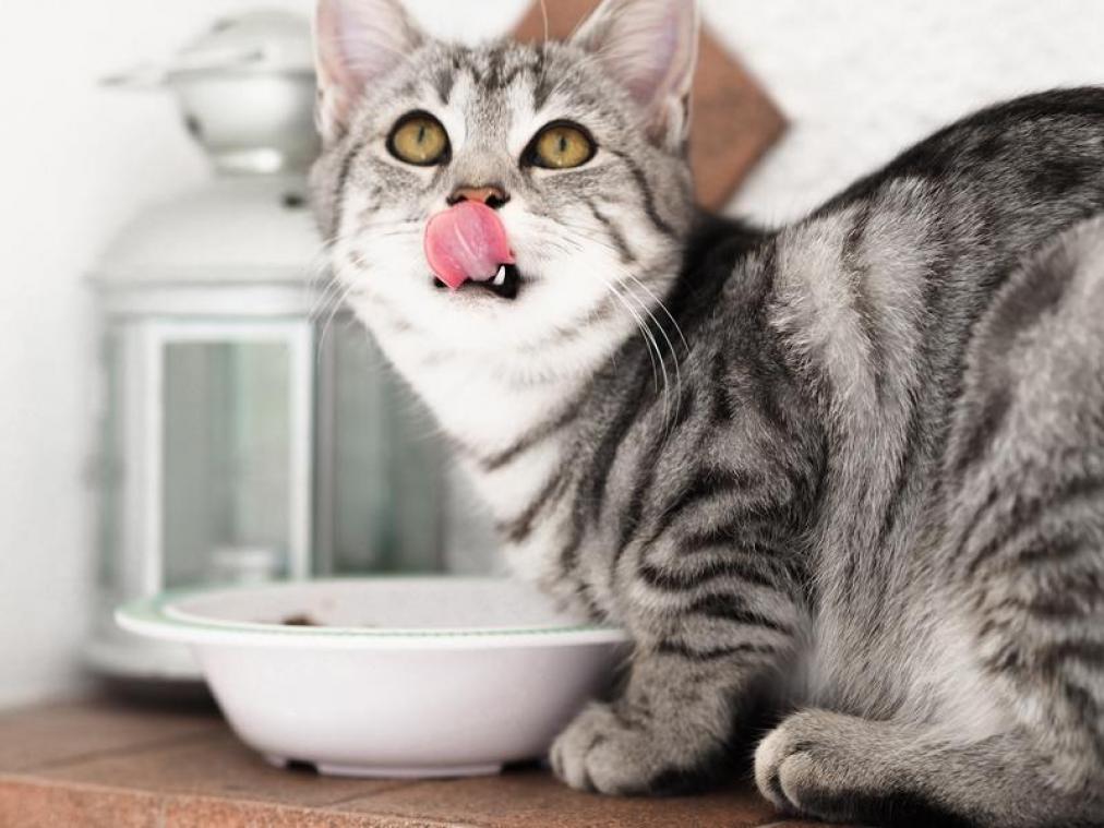 Huisdieren lijden honger omdat voerbak toch niet zo slim blijkt