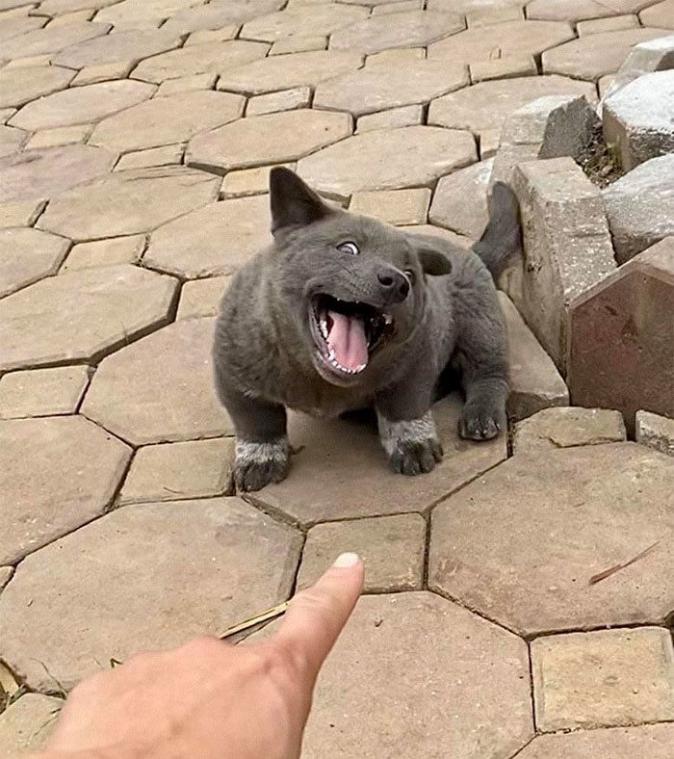 IN BEELD. Is dit een hond of een kat?