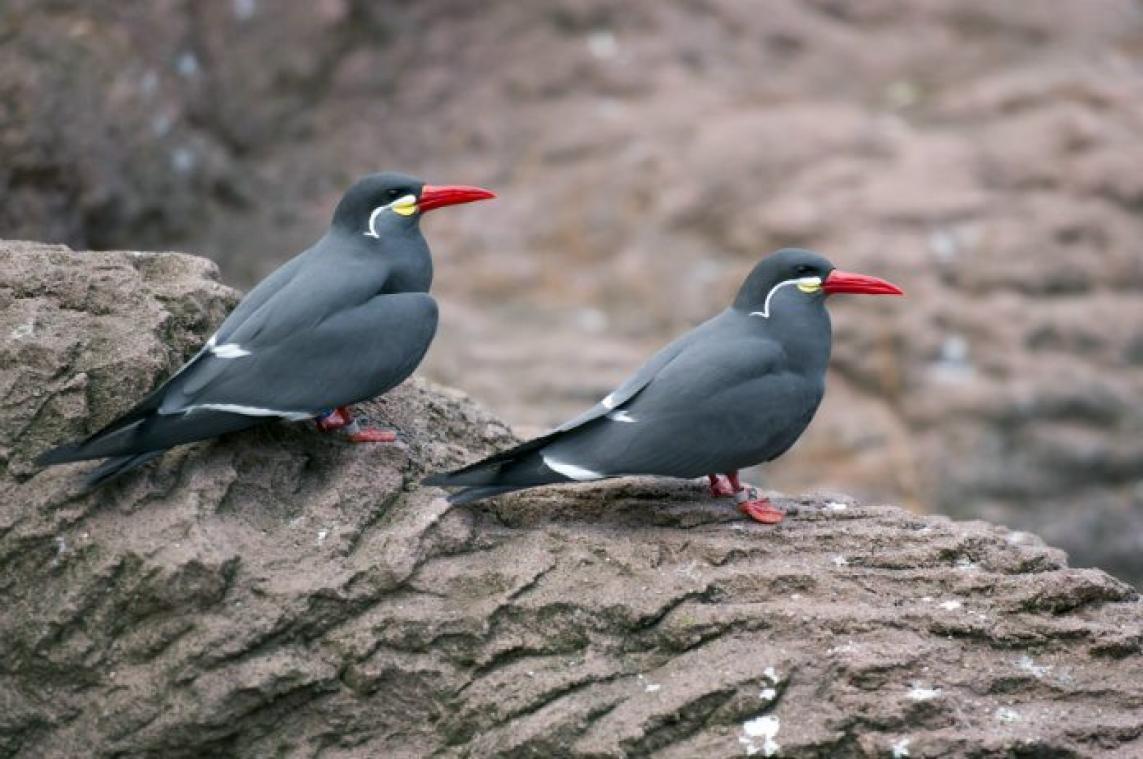 Exotische vogels ontsnapt uit Planckendael: "Vang ze niet zelf"