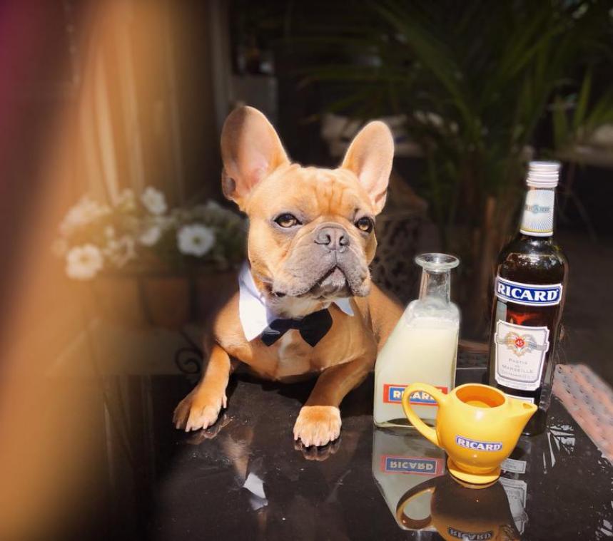 Dit effect heeft alcohol op je hond