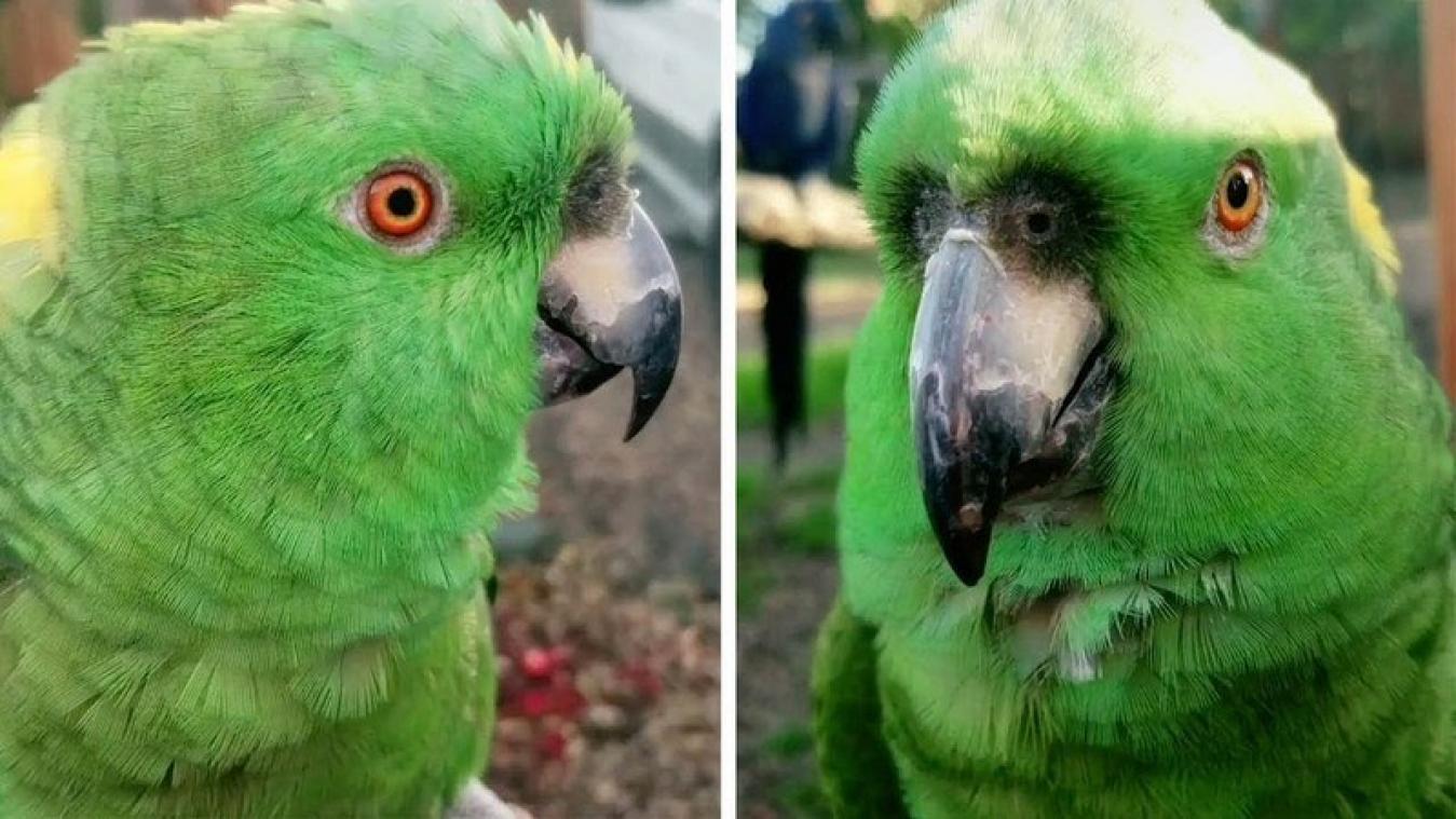 VIDEO. Lach van papegaai is zo aanstekelijk dat je het zelf uitschatert