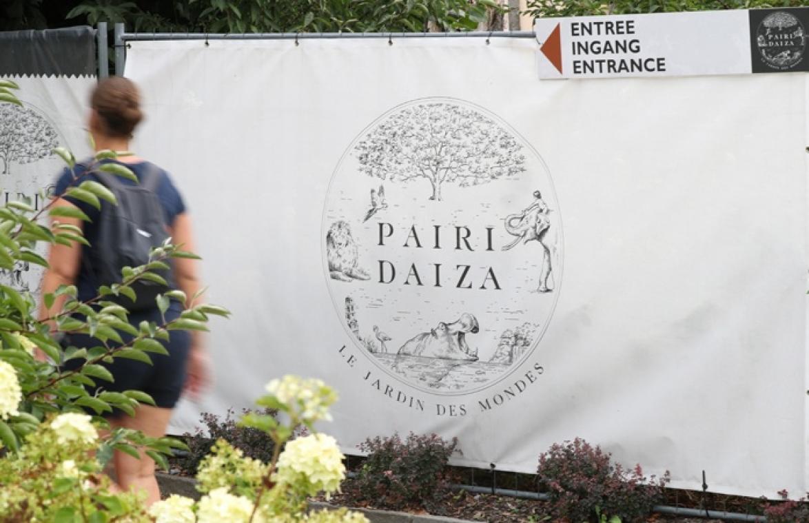 Orang-oetanmama die koppig zoontje meesleurt in Pairi Daiza gaat viraal