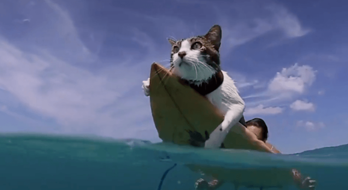 VIDEO. Deze surfende kat heeft totaal geen last van watervrees