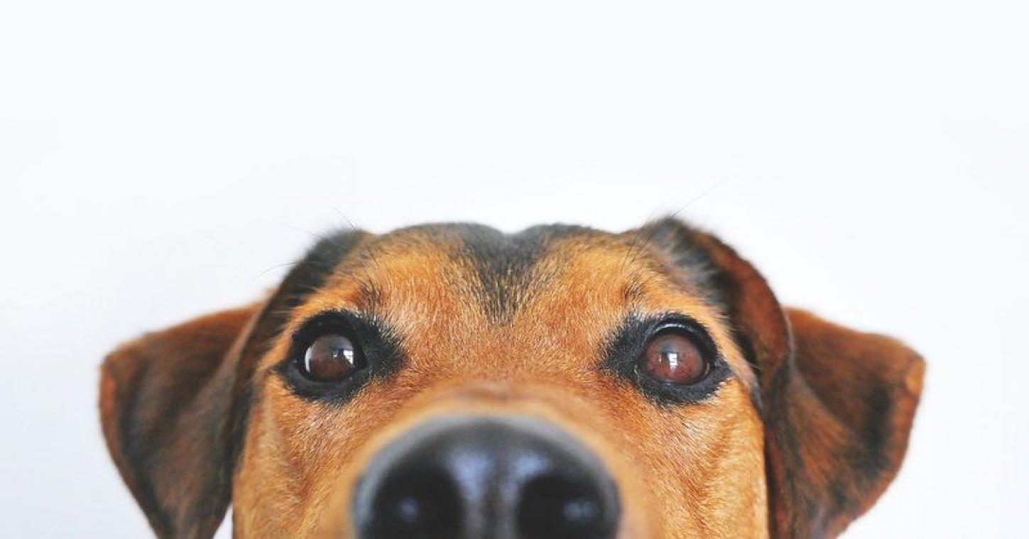 Dit is waarom neuzen van honden koud zijn
