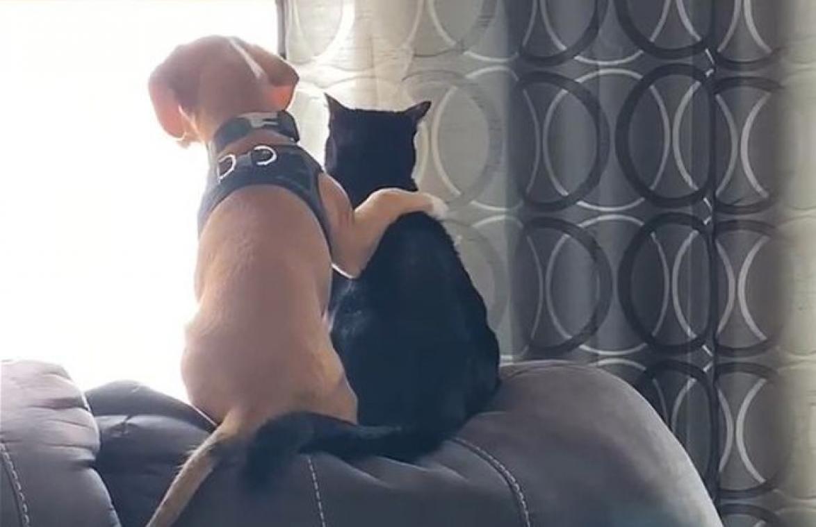 VIDEO. Schattig! Puppy die kat omarmt, gaat viraal
