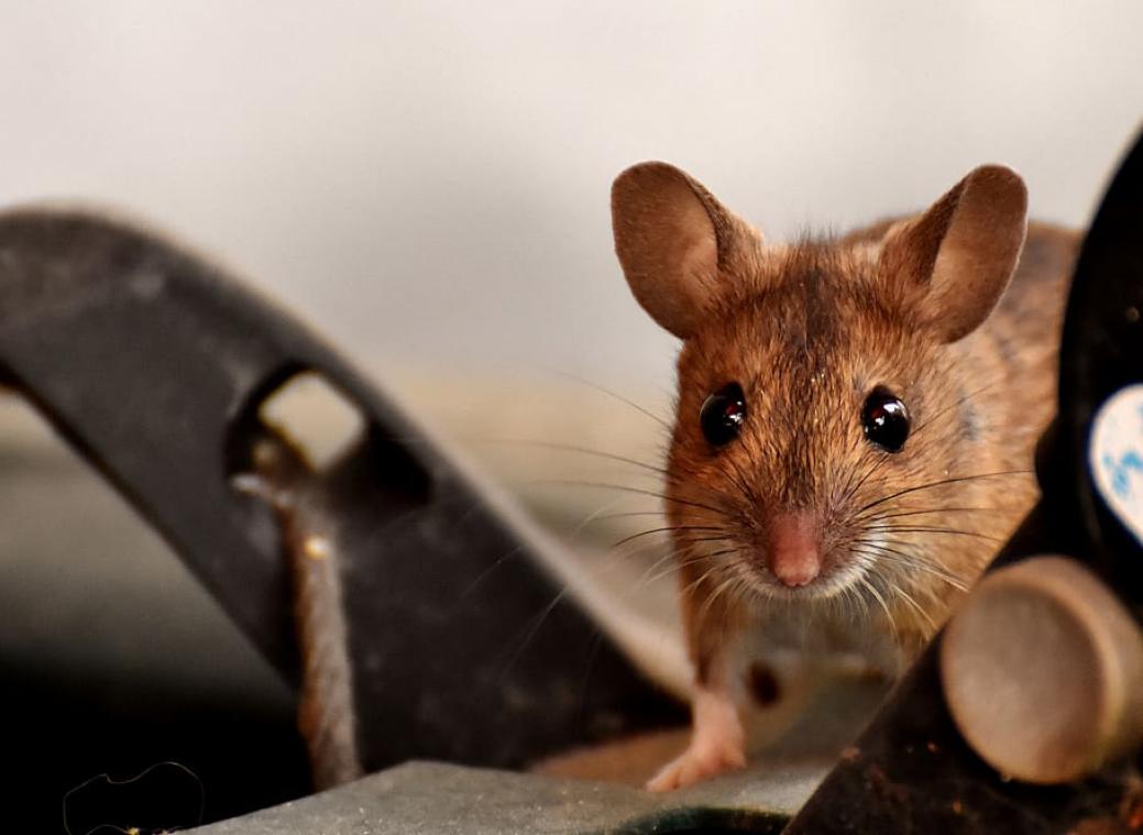 Man krijgt politie op dak nadat hij muis wilt vangen