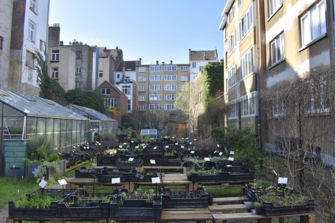 La Pousse qui Pousse: stadstuinieren voor beginners