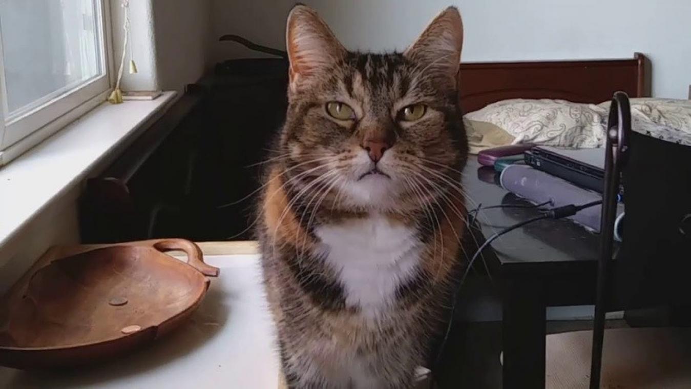 VIDEO. Kat maakt op hilarische wijze duidelijk dat ze honger heeft
