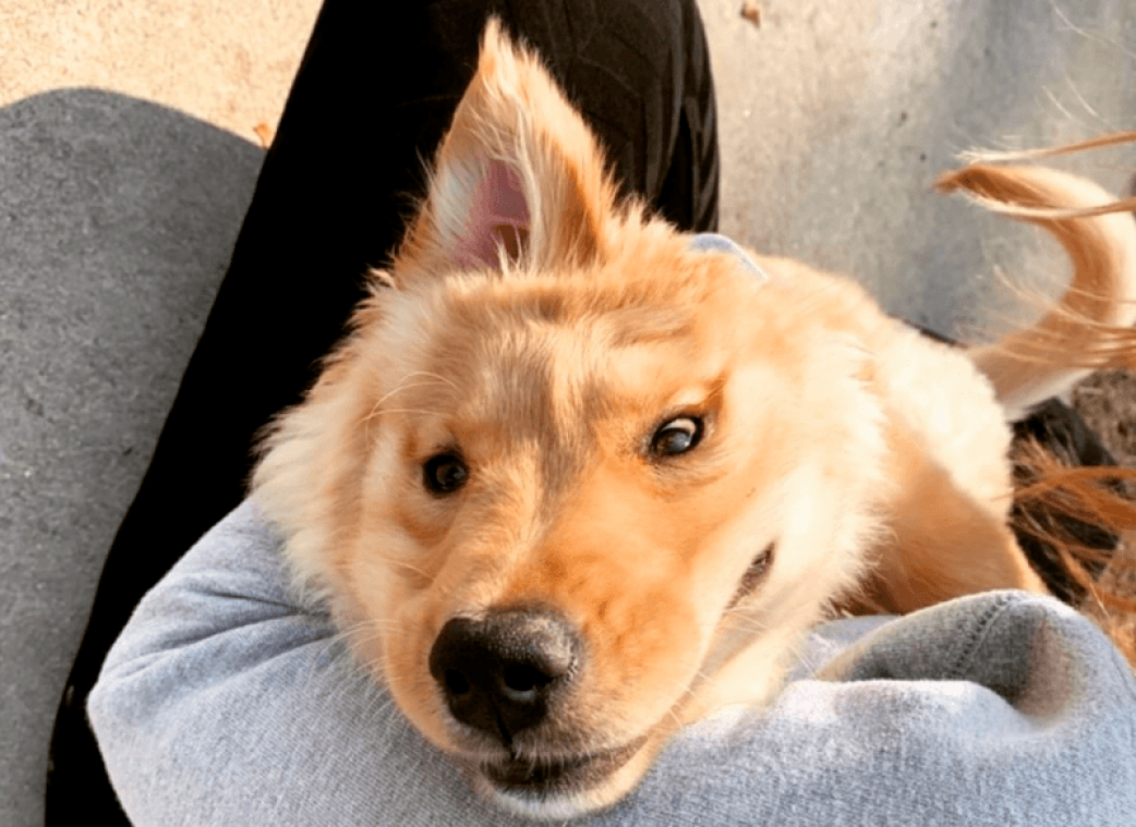 Dit schattige hondje heeft maar één oor