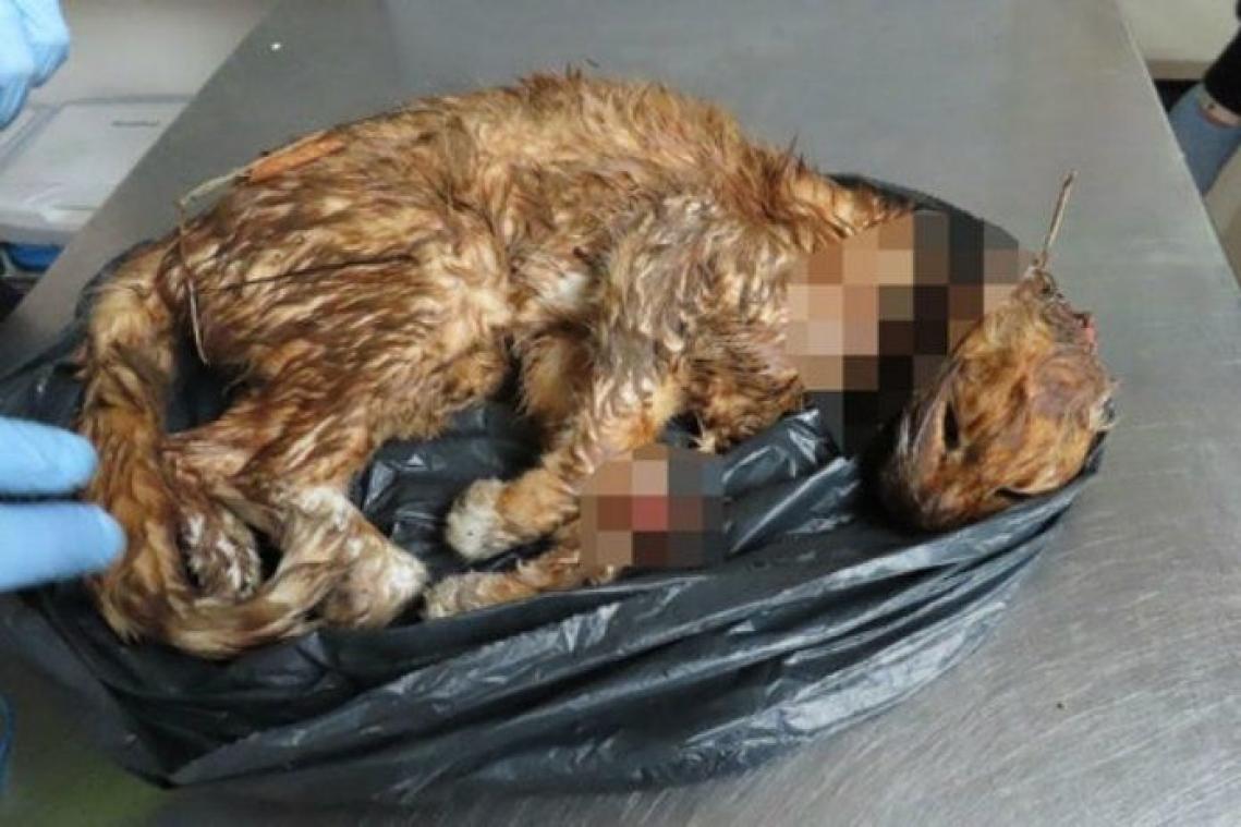 Nederlandse politie op zoek naar dierenbeul die kat onthoofdde