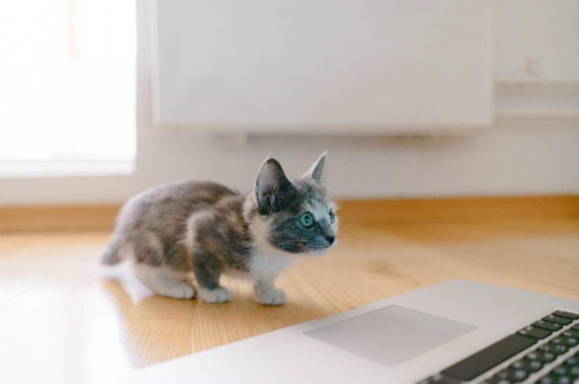 VIDEO. In quarantaine? Dit zijn de beste kattenvideo's