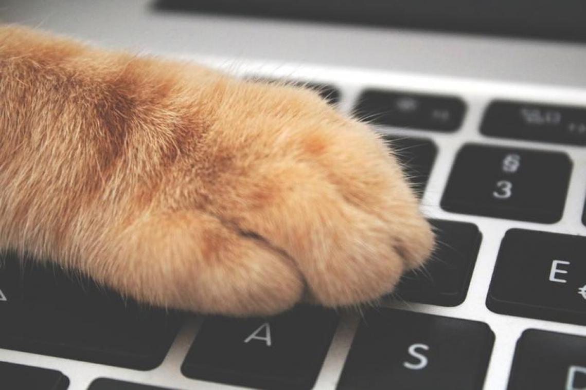 Hierom zit je kat graag op je toetsenbord