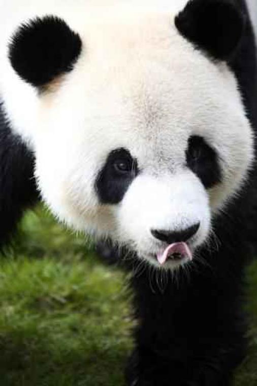 Pairi Daiza volzet, aanvaardt geen nieuwe bezoekers; 12 km file nabij Aat