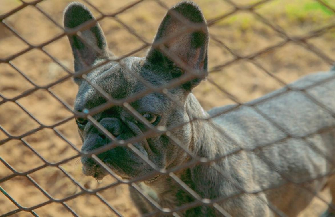Ook honden slachtoffer van het coronavirus
