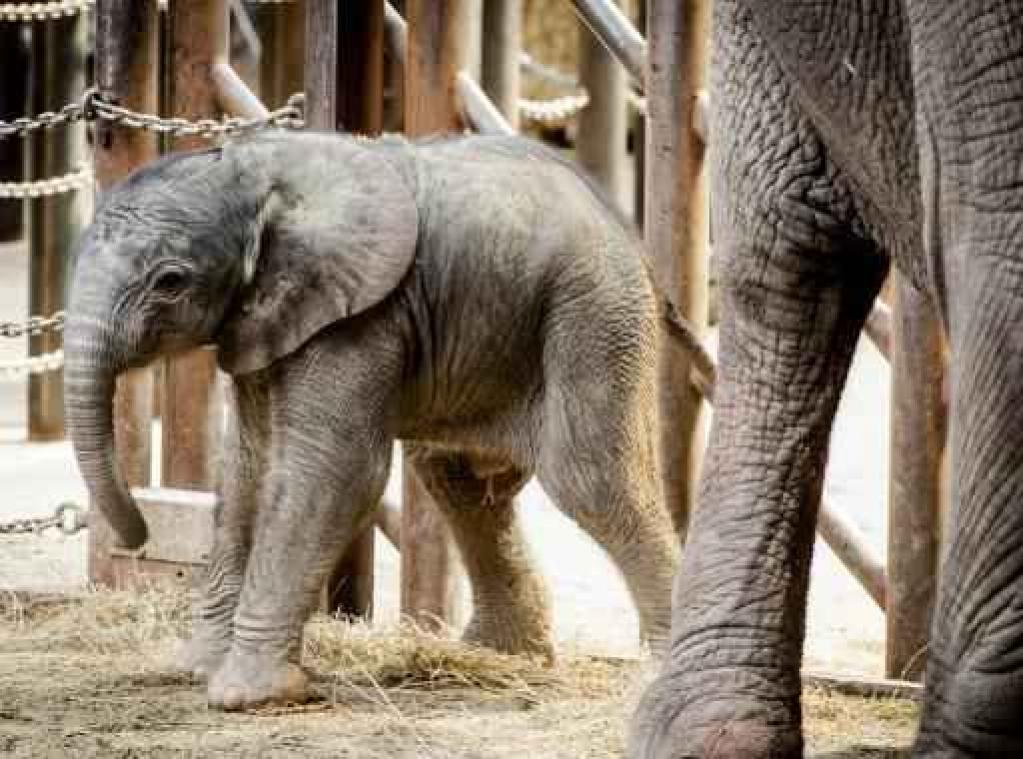 Olifantje Madiba zorgt voor te grote drukte in Nederlands safaripark Beekse Bergen