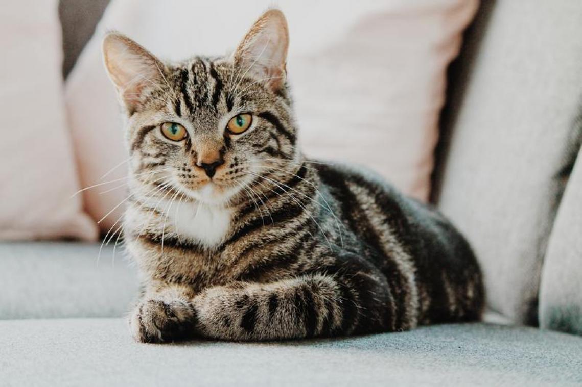 Katten zijn mogelijk toch vatbaar voor coronavirus