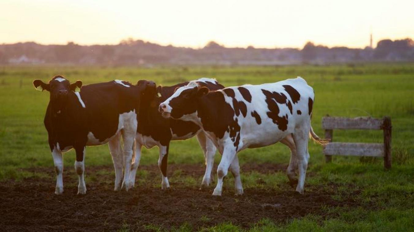 Mis je gezinuitstapjes? Krijg zaterdag virtuele rondleiding op een boerderij