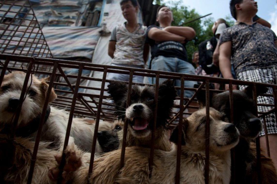 Mogen chinezen binnenkort geen hond meer eten?