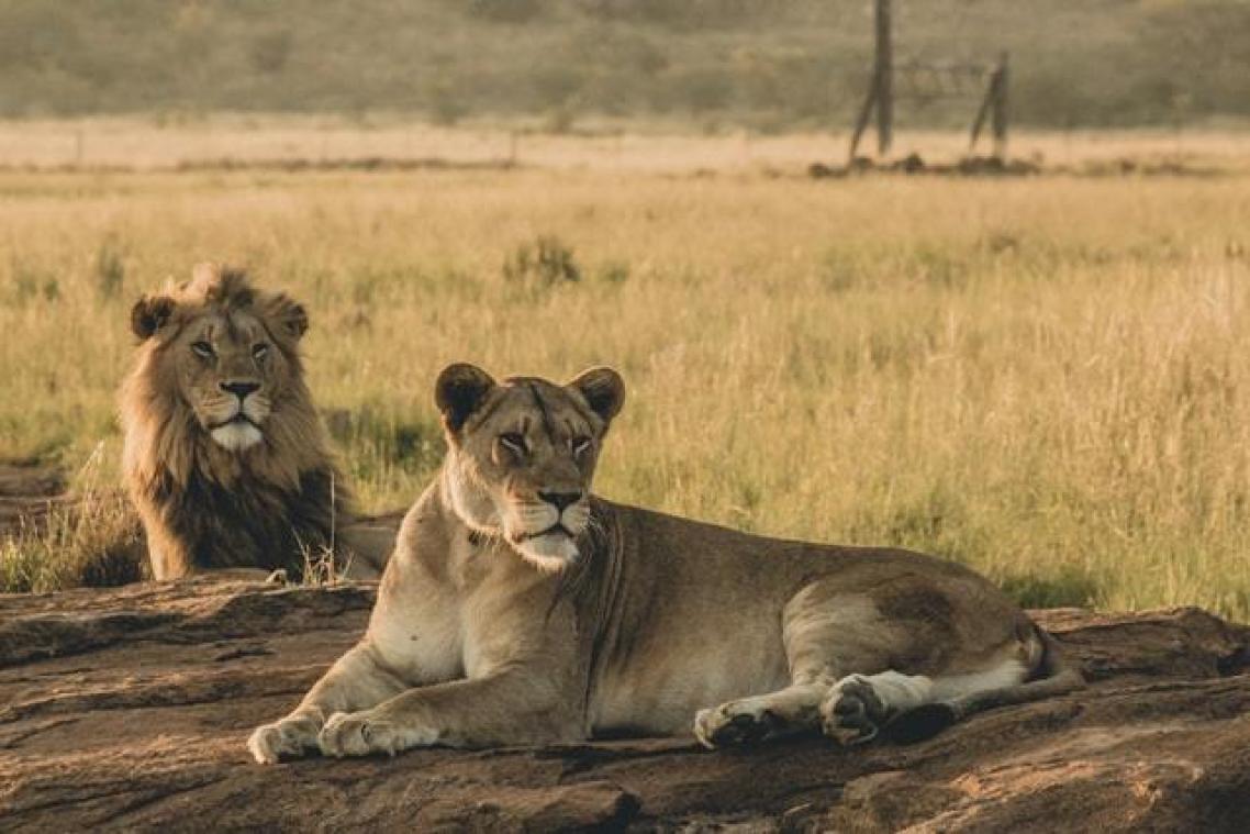 Mannelijke zoogdieren leven minder lang omdat ze vrouwtjes moeten verleiden