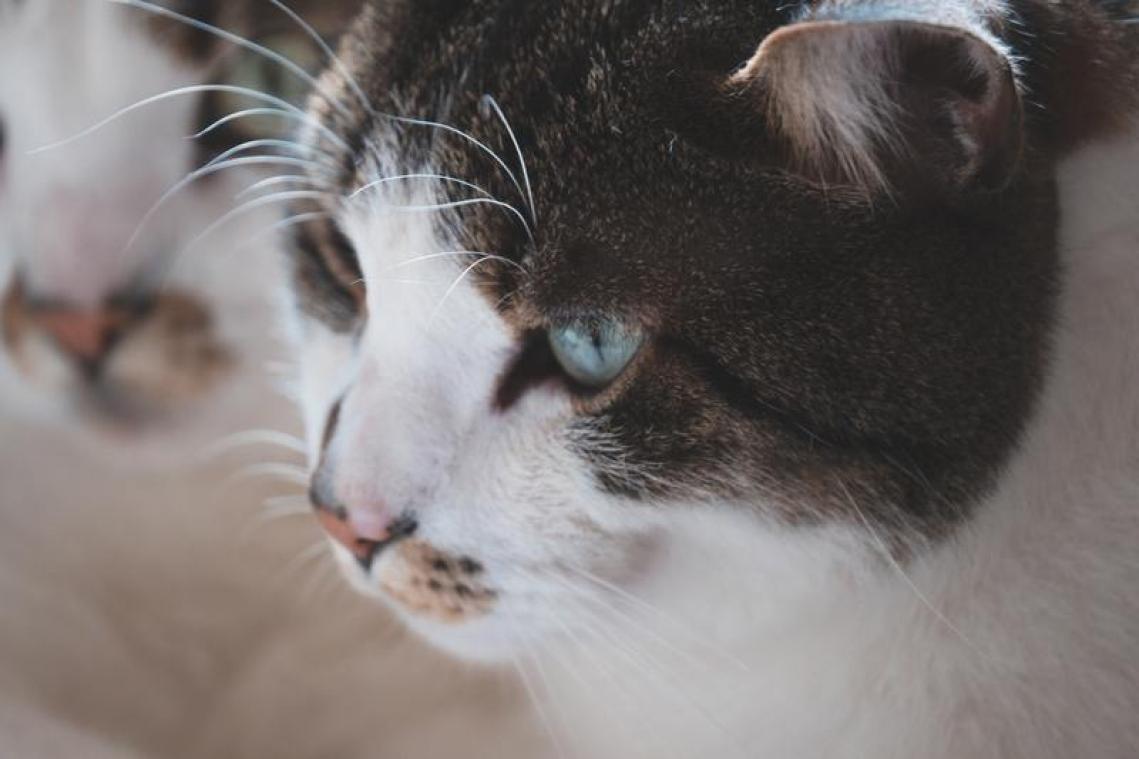 Als het baasje ziek is, moet de kat voortaan ook in quarantaine