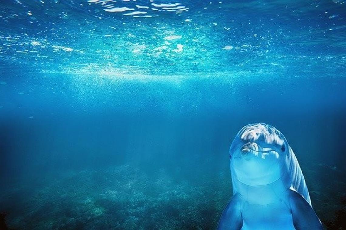 Ook dolfijnen kunnen introvert zijn