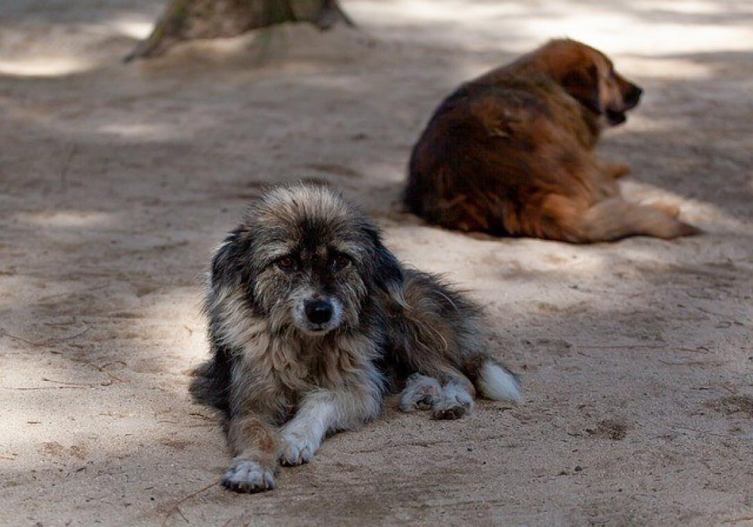 Zwerfhonden adopteren zit in de lift in India