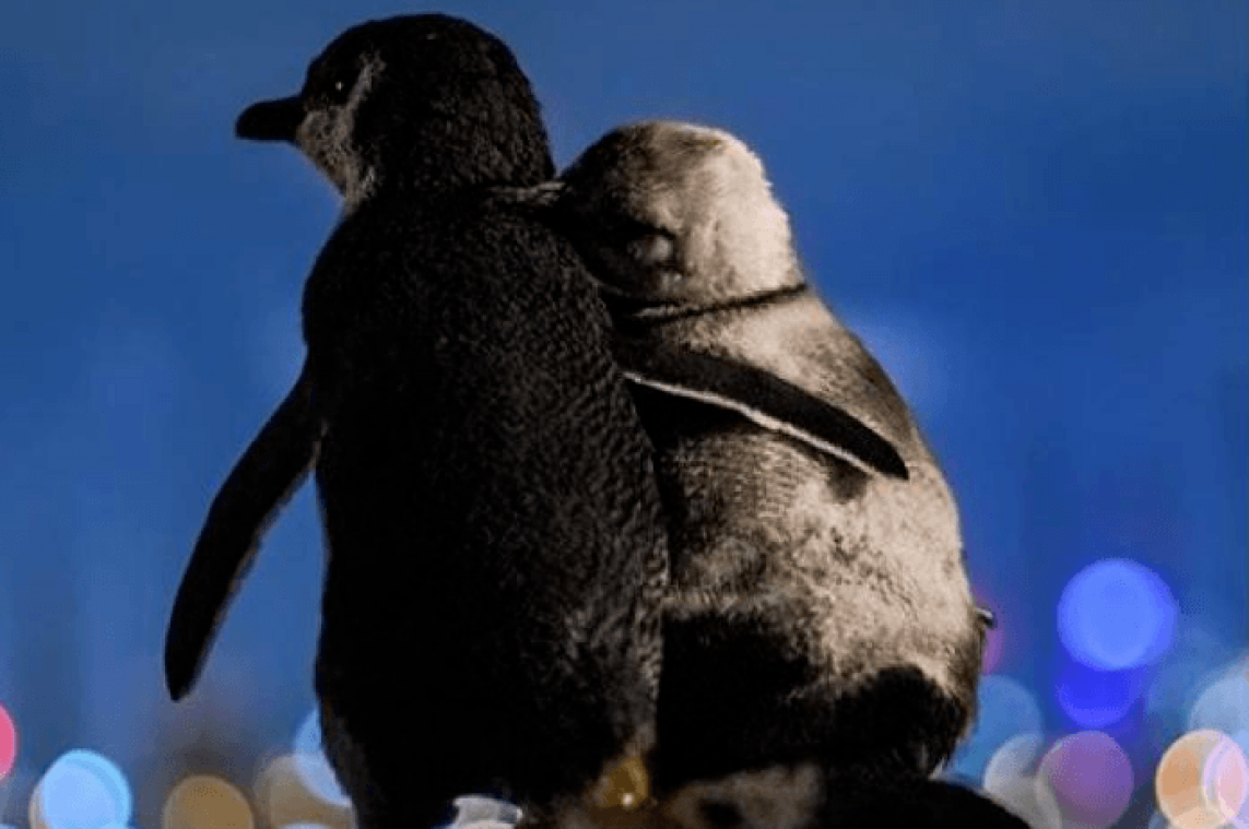 Ontroerend: Twee rouwende pinguïns knuffelen voor de skyline van Melbourne