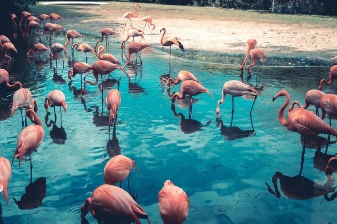 Flamingo's zijn vrienden voor het leven